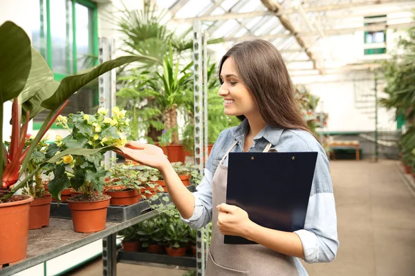 Pretty young florist — Stock Photo, Image