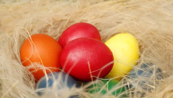 Oeufs de Pâques dans le nid — Photo