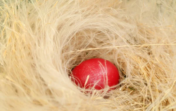 Paaseieren in nest — Stockfoto