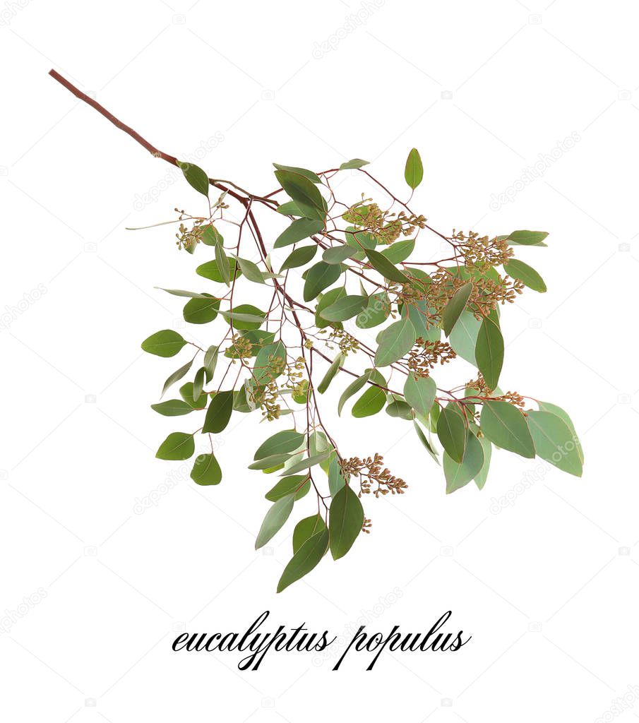 Green eucalyptus branch