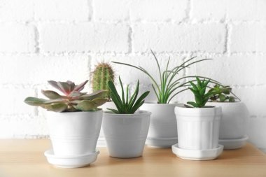 Succulents ve kaktüs ahşap tablo 