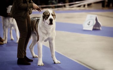 Sevimli köpek sahibi ile 