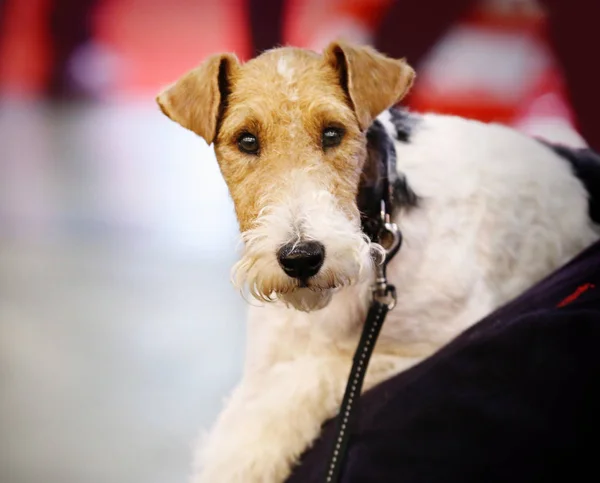 Fox terrier z właścicielem — Zdjęcie stockowe