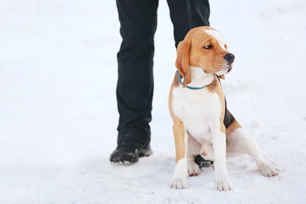 Carino divertente cane con proprietario — Foto Stock