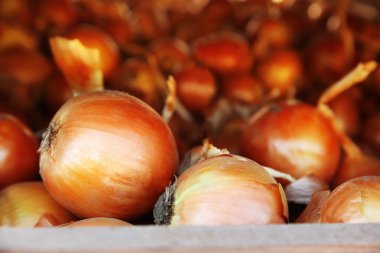 Taze hasat soğan