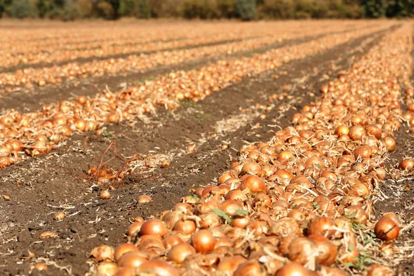 Campo con cipolle per il raccolto — Foto Stock