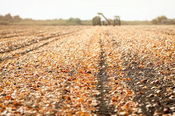 Feld mit Zwiebeln für die Ernte — Stockfoto