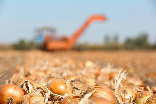 Campo con cipolle per il raccolto — Foto Stock