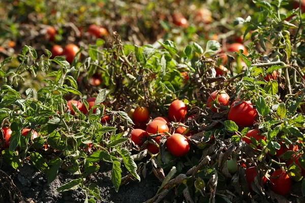 Raccolta di pomodori in campo — Foto Stock