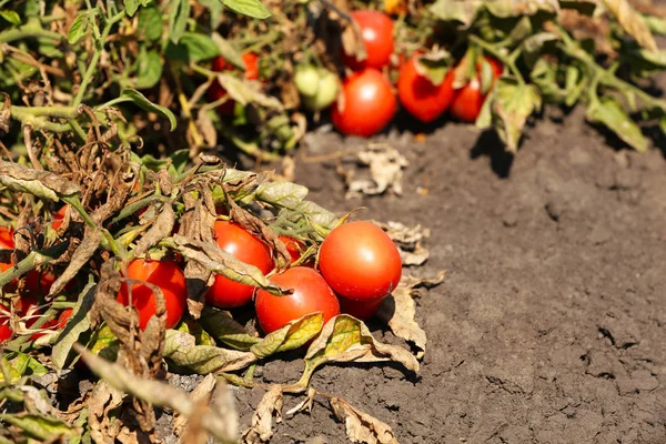 Harvest of tomatoes in field — Stock Photo, Image