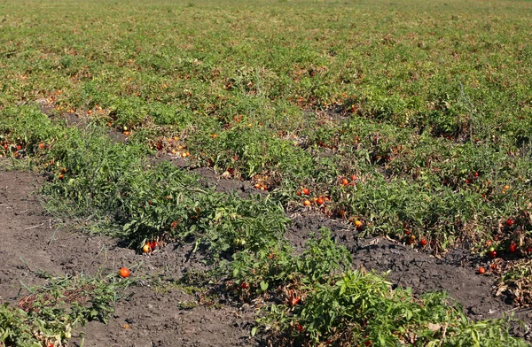 Récolte de tomates au champ — Photo