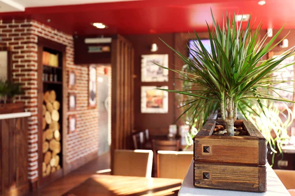 Декоративные растения в современном кафе — стоковое фото