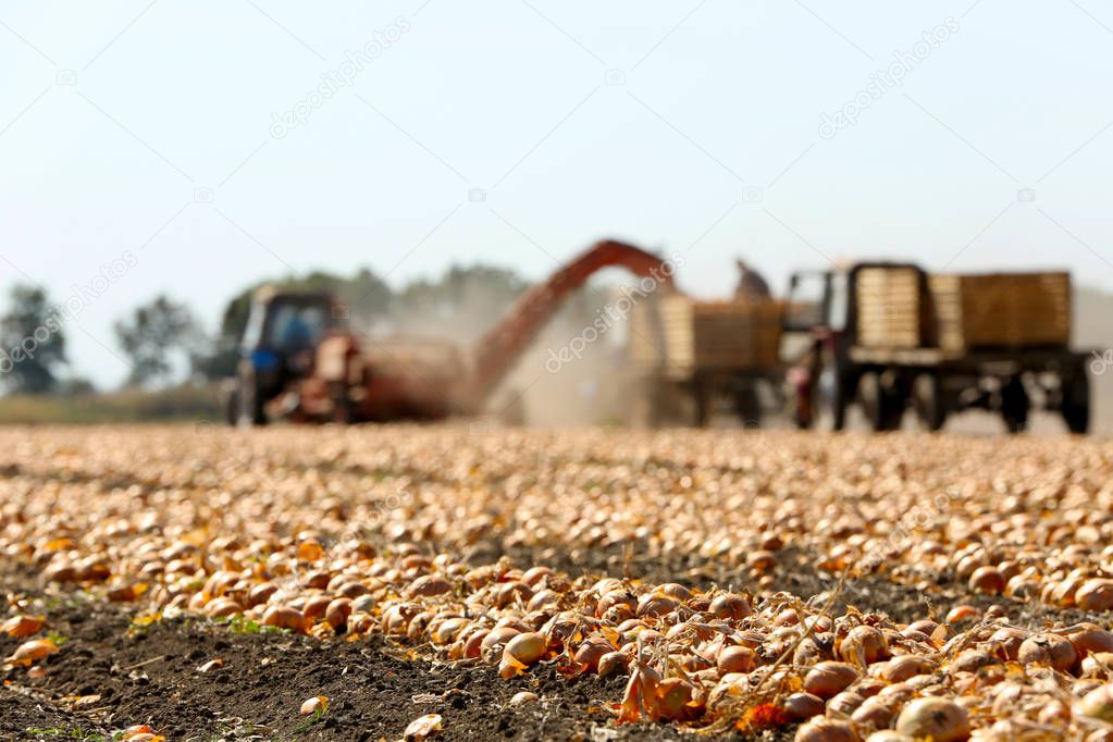 Field with onions for harvest