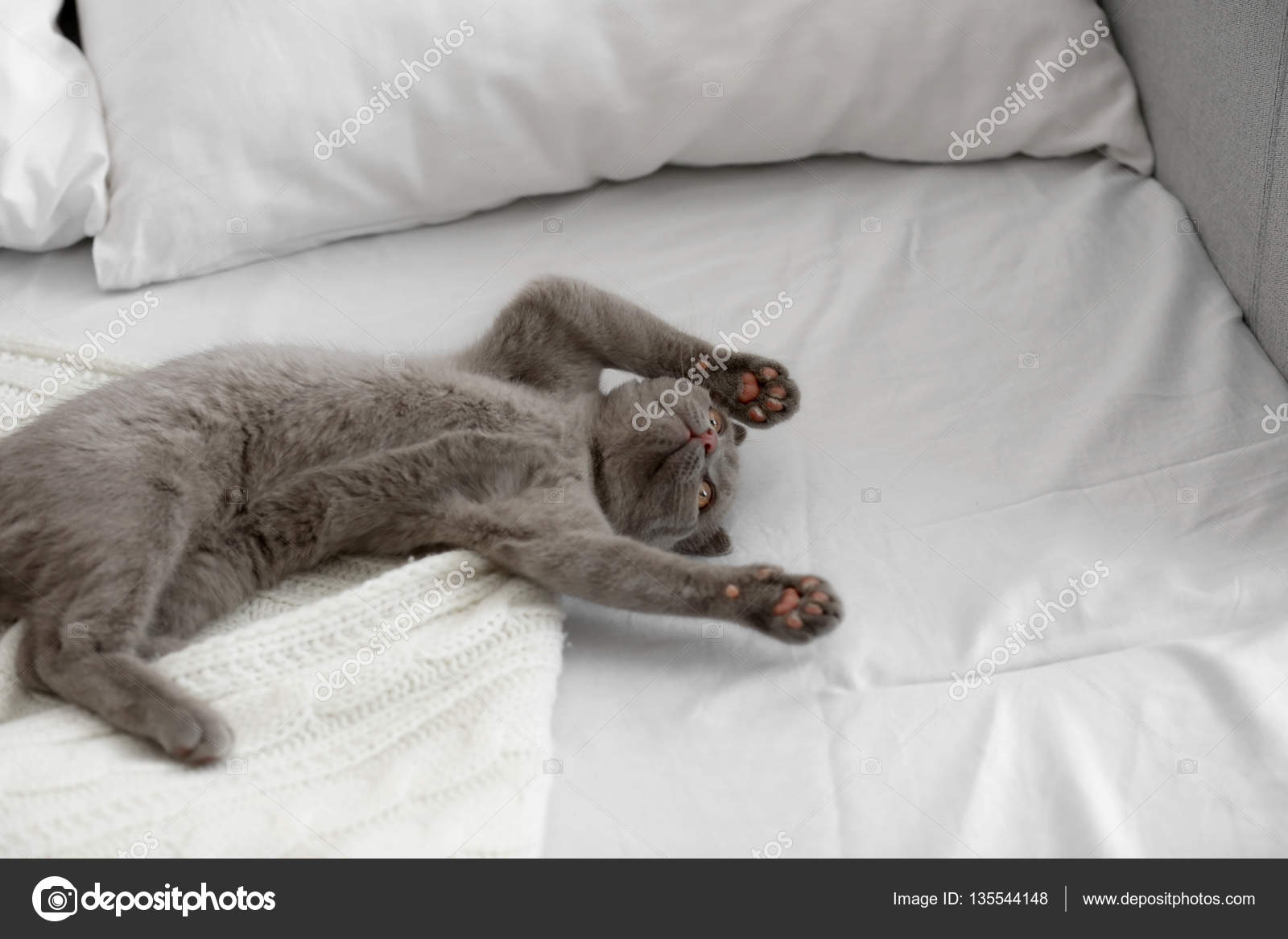 чей котенок описался. котенок в кровати. скромный кот. фантик на ниточке. серая кошка на кровати.