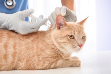 Kırmızı kedi için enjeksiyon veren hayvan hastalıklarıyla ilgili