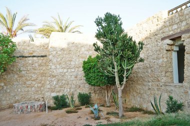 evin yanında egzotik bitkiler