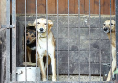 Evsiz köpekleri barınak kafeste