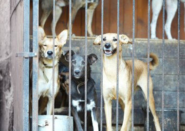 Evsiz köpekleri barınak kafeste