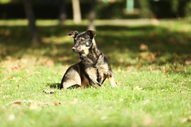 Sokak köpeği çim üzerinde yalan 