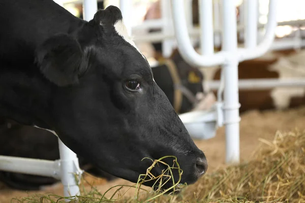 Vaca em curral com cerca de metal — Fotografia de Stock