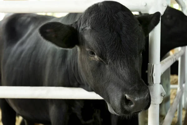 Cow in corral with metal fence — Stock Photo, Image