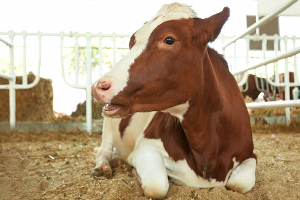 Cow in corral with metal fence — Stock Photo, Image