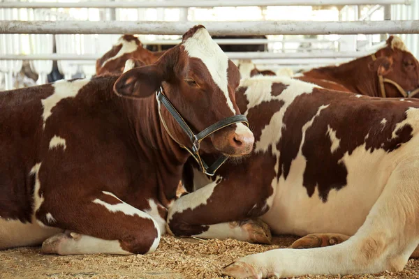 Коровы в загоне с металлическим забором — стоковое фото