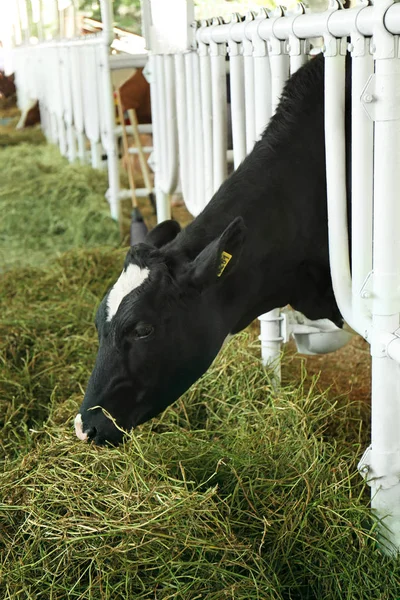 Vache en corral avec clôture métallique — Photo
