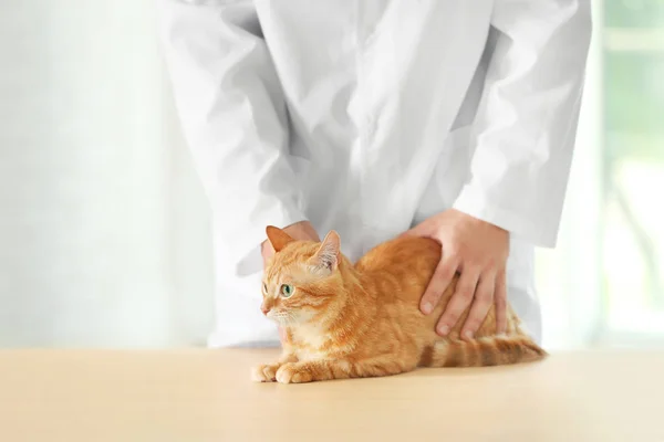 Γιατρός Κτηνίατρος Γάτα Στο Ένα Κτηνιατρικη Κλινικη — Φωτογραφία Αρχείου