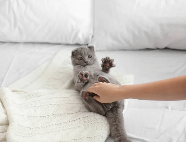 Gatinho britânico na cama — Fotografia de Stock