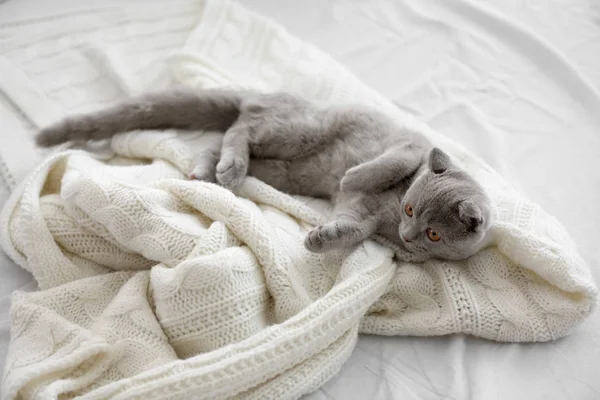 Британский котенок на кровати — стоковое фото