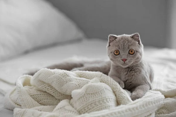 Британский котенок на кровати — стоковое фото