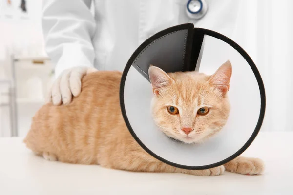 Gato en cono de vergüenza acostado en la mesa — Foto de Stock