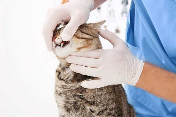 Veterinarian examining cat — Stock Photo, Image