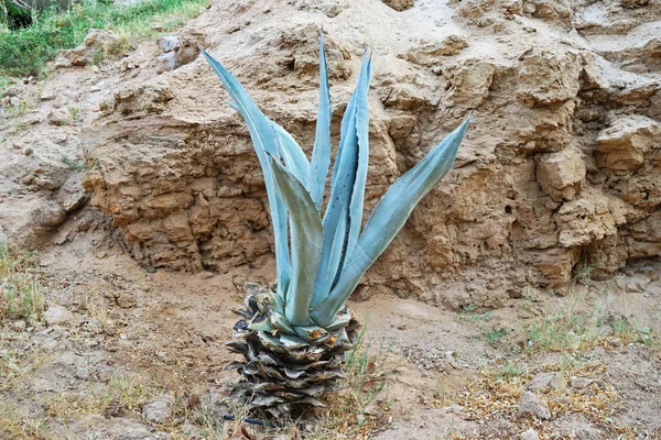 Agave Jardín Del Hotel — Foto de Stock