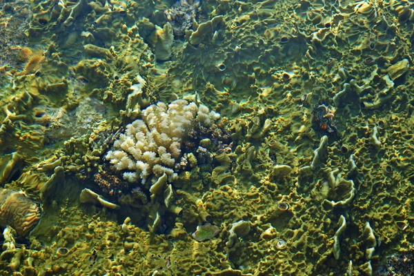 Reefs through pure sea water — Stock Photo, Image