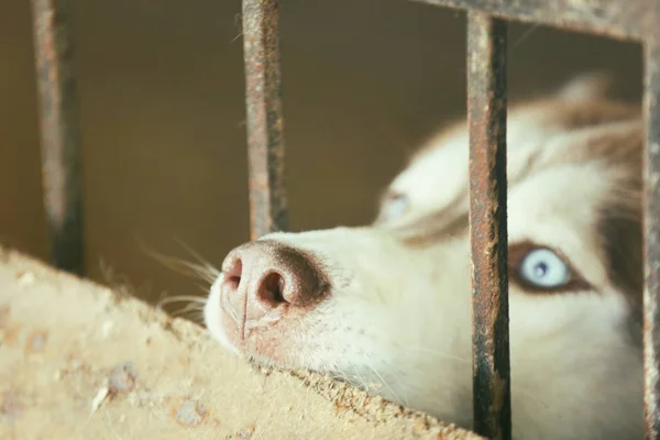 Cute homeless laika in cage — Stock Photo, Image