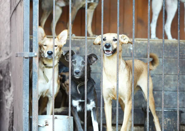 Cães sem abrigo na gaiola do abrigo — Fotografia de Stock