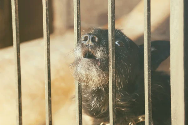 Evsiz köpekleri barınak kafeste — Stok fotoğraf