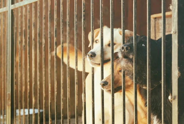 Cães sem abrigo na gaiola do abrigo — Fotografia de Stock