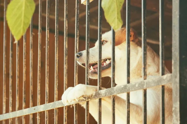 Perro sin hogar en jaula de refugio — Foto de Stock