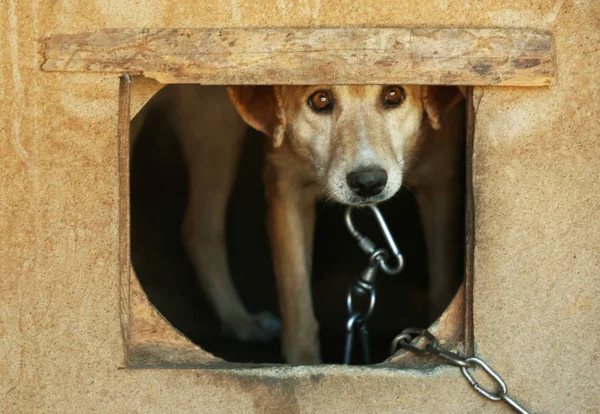 Treurige hond in een kennel — Stockfoto