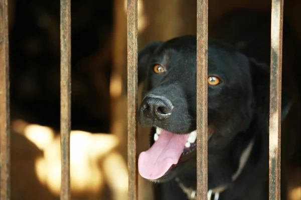 Schwarzer Obdachloser Hund — Stockfoto