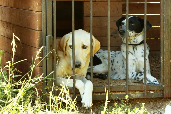 Dakloze honden in opvang kooi — Stockfoto