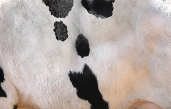 Натуральный мех домашней коровы — стоковое фото