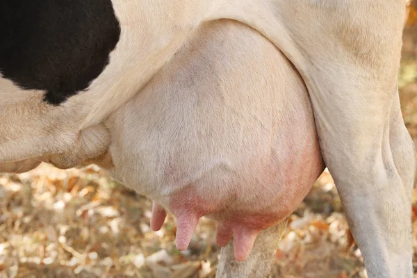 Вымя нежной коровы — стоковое фото