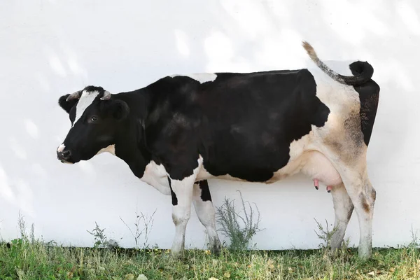 Krowy pasące się na farmie — Zdjęcie stockowe