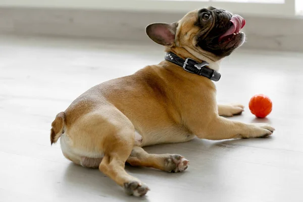 Cão bonito deitado no chão — Fotografia de Stock