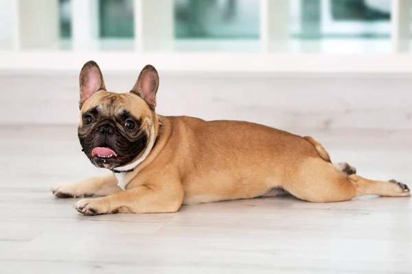 Söt hund liggande på golvet — Stockfoto