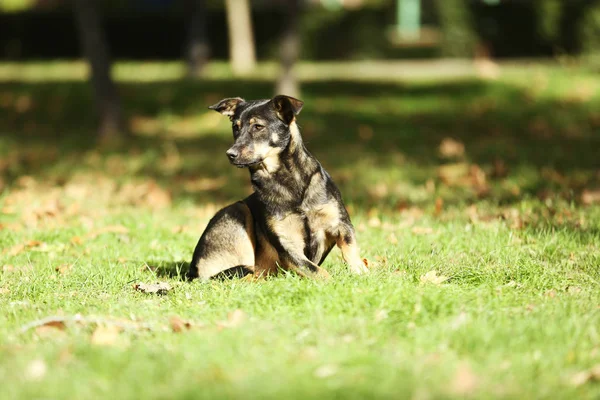 Stray cão deitado na grama — Fotografia de Stock